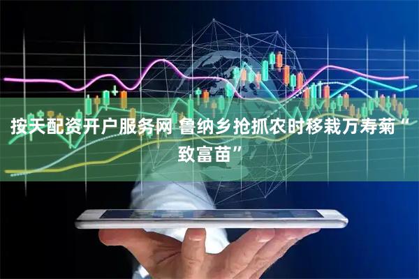 按天配资开户服务网 鲁纳乡抢抓农时移栽万寿菊“致富苗”